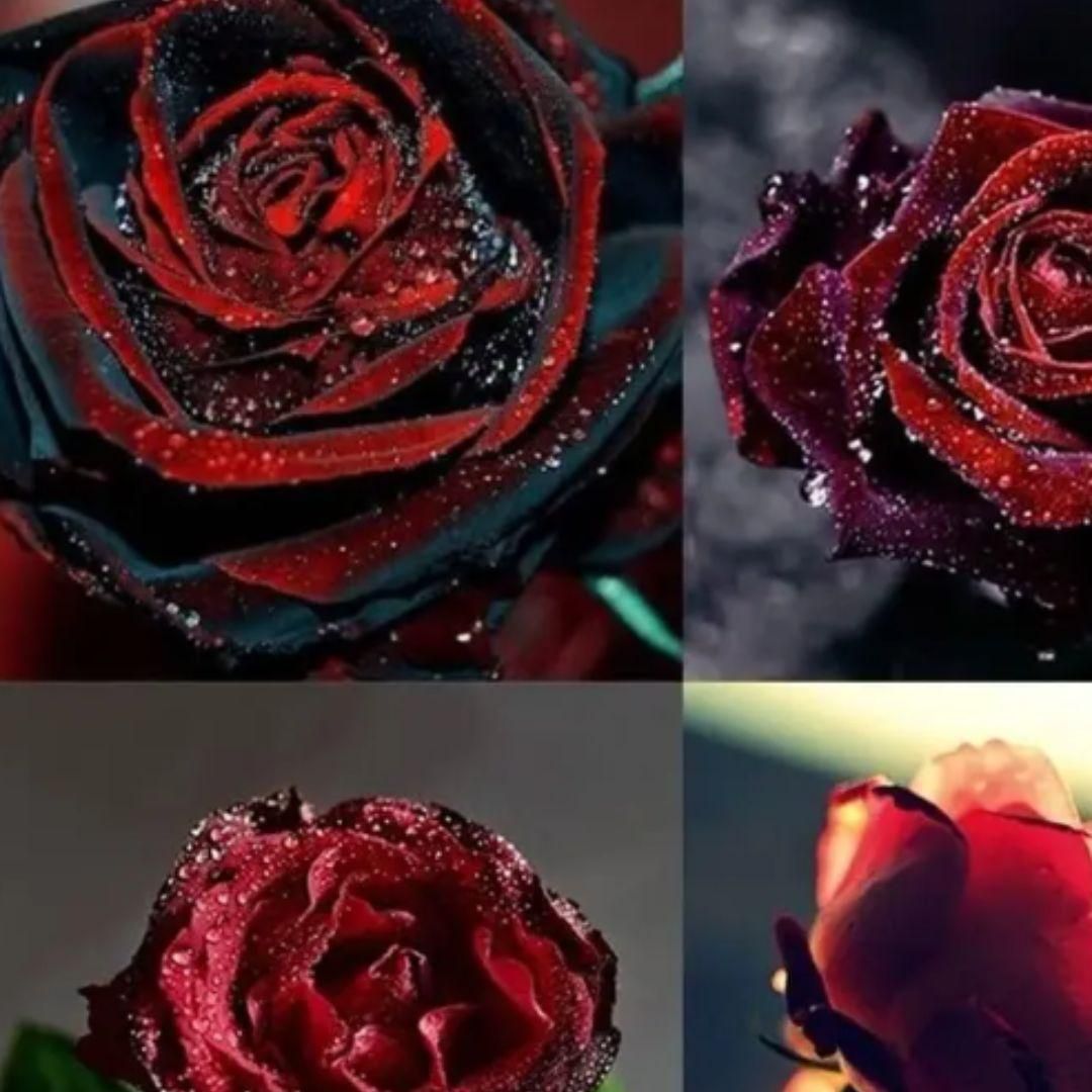 Premium Velvet Rose Seeds